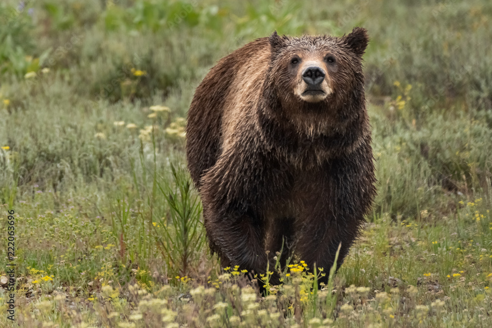 Face View of Grizzly Bear