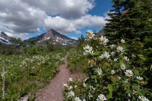Flowers Along Trail Through Two Medicine