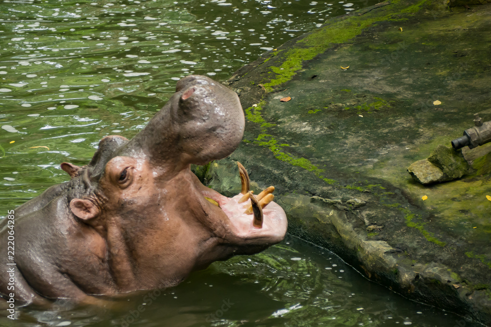 Fototapeta premium Hippopotamus in the water