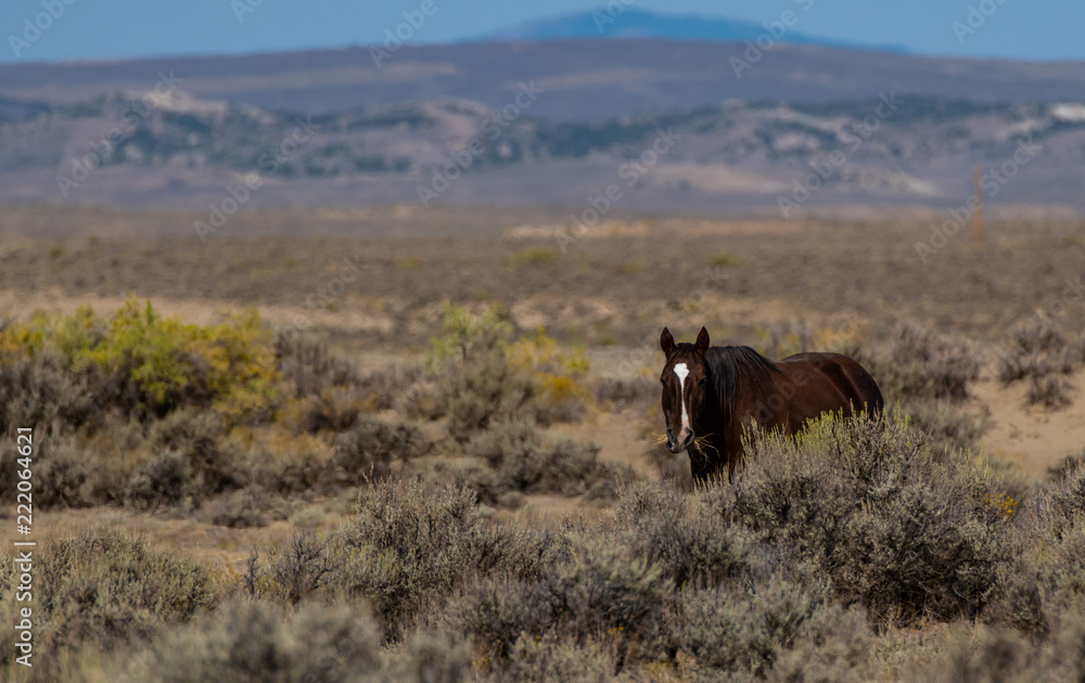 Wild (Feral) Mustangs in the Colorado High Desert Wild (Feral) Mustangs in the Colorado High Desert