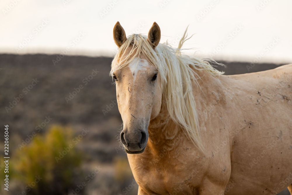 Wild (Feral) Mustangs in the Colorado High Desert Wild (Feral) Mustangs in the Colorado High Desert