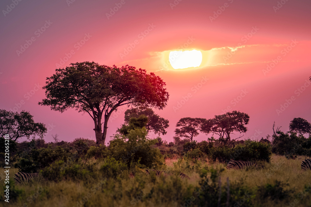 Pink sunset with zebras in the background during an African sunset while on  Safari. Stock Photo | Adobe Stock