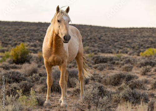 Wild  Feral  Mustangs in the Colorado High Desert