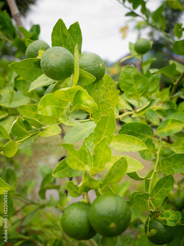 Green lime on the tree background.