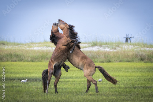 Horse Fight © Tom