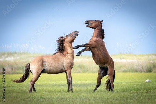Horse Fight