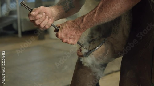 Farrier Applies Red Hot Iron Horse Shoe photo