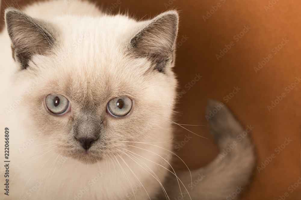 Ragdoll Cat on the Brown Background