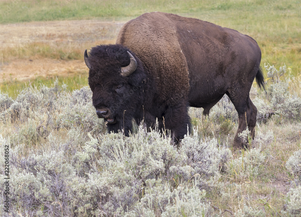 Buffalo bull in sage grass, Yellowstone national park Buffalo bull in sage grass, Yellowstone national park