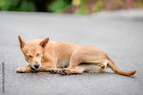 Dogs  animal backgrounds  Thai dog are waiting for the owner or waiting to play with the dog together  most of the owners will take a walk in the morning while exercising or walking in the evening.