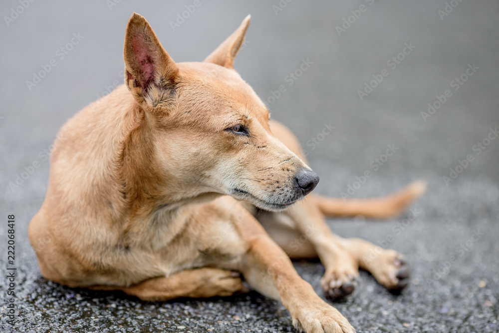 Dogs, animal backgrounds, Thai dog are waiting for the owner or waiting to play with the dog together, most of the owners will take a walk in the morning while exercising or walking in the evening. Dogs, animal backgrounds, Thai dog are waiting for the owner or waiting to play with the dog together, most of the owners will take a walk in the morning while exercising or walking in the evening.