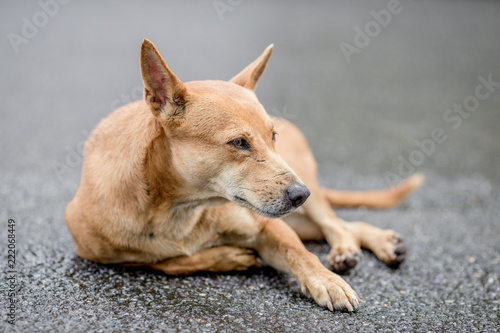 Dogs  animal backgrounds  Thai dog are waiting for the owner or waiting to play with the dog together  most of the owners will take a walk in the morning while exercising or walking in the evening.