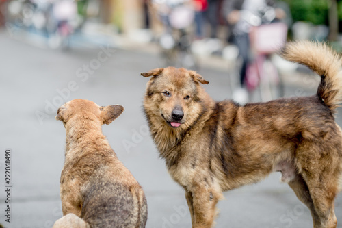 Dog, animal background, 2 dogs sitting, standing to wait for owners, most owners will take a walk in the morning while exercising or walking in the evening.