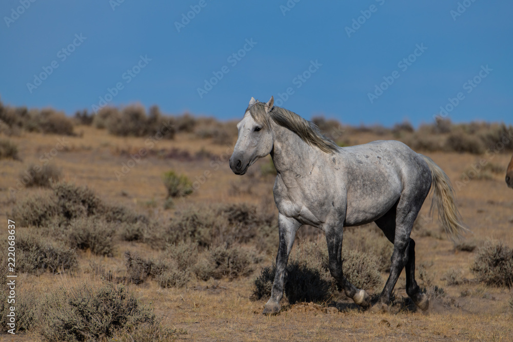 Wild (Feral) Mustangs in the Colorado High Desert
