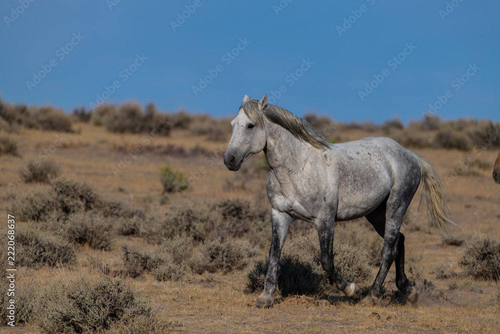 Wild (Feral) Mustangs in the Colorado High Desert Wild (Feral) Mustangs in the Colorado High Desert