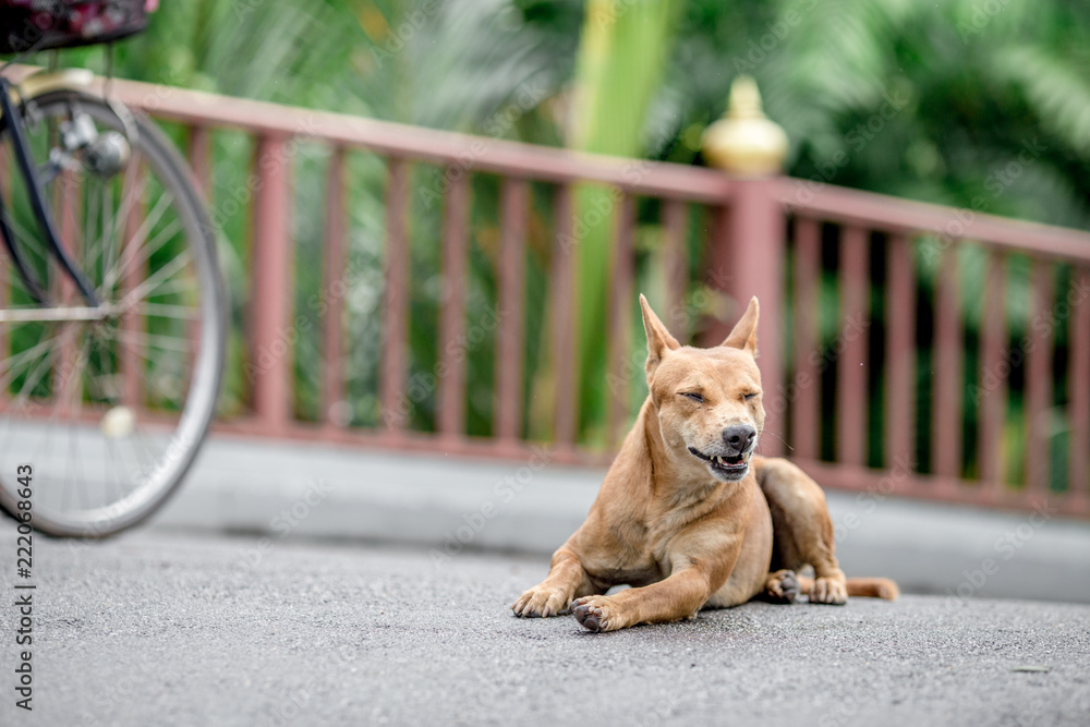 Fototapeta Dogs, animal backgrounds, Thai dog are waiting for the owner or waiting to play with the dog together, most of the owners will take a walk in the morning while exercising or walking in the evening.