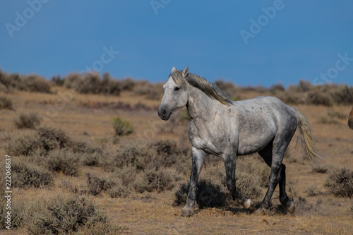 Wild (Feral) Mustangs in the Colorado High Desert © Kerry Hargrove