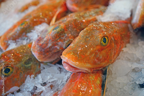 Red gurnard fish (Chelidonichthys cuculus) on ice at the fish market photo