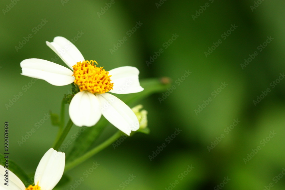 Amazing view of colorful white flower Amazing view of colorful white flower