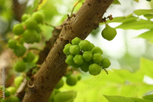 a star gooseberry fruit photo