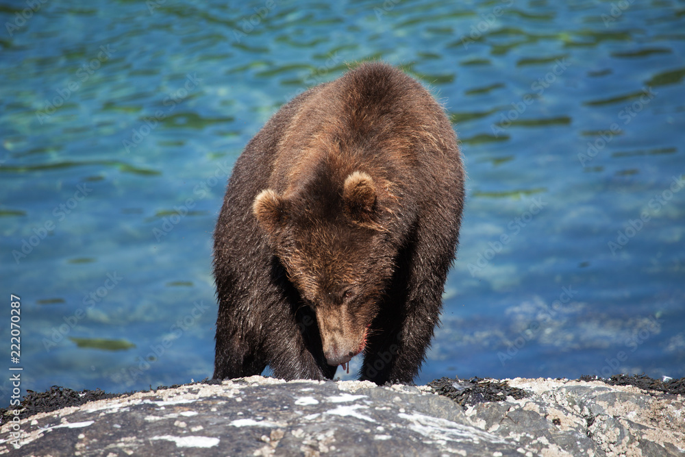 Close Up of Brown Grizzly Bear in front of water Close Up of Brown Grizzly Bear in front of water