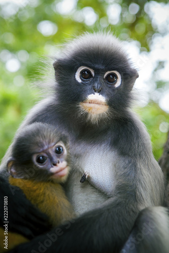 wilderness dusky leaf monkey and baby in hug © stockphoto mania