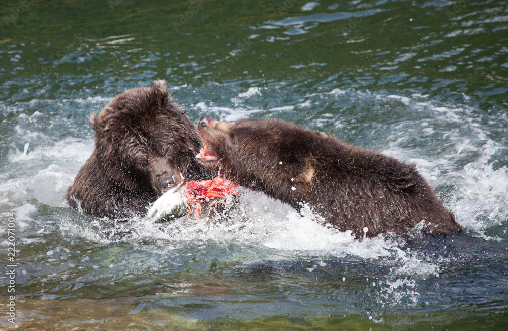 Fototapeta premium Grizzly Bears Fighting Over Salmon