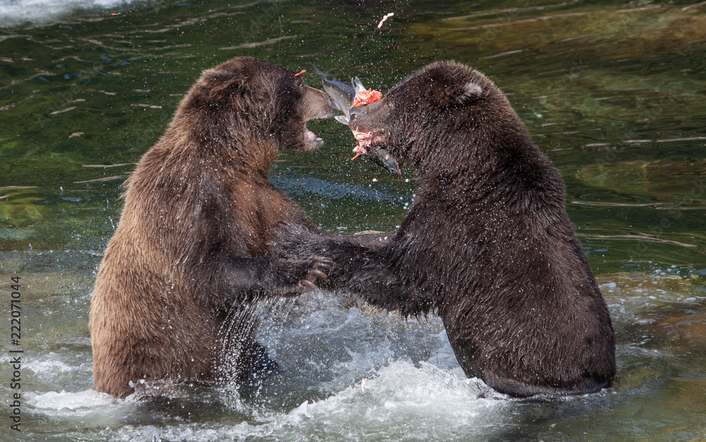 Grizzly Bears Fighting Over Salmon Grizzly Bears Fighting Over Salmon