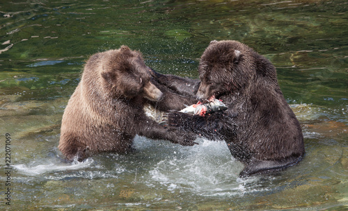 Grizzly Bears Fighting Over Salmon