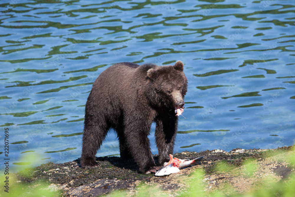 Fototapeta premium Isolated Brown Grizzly Bear with Blue Water Background