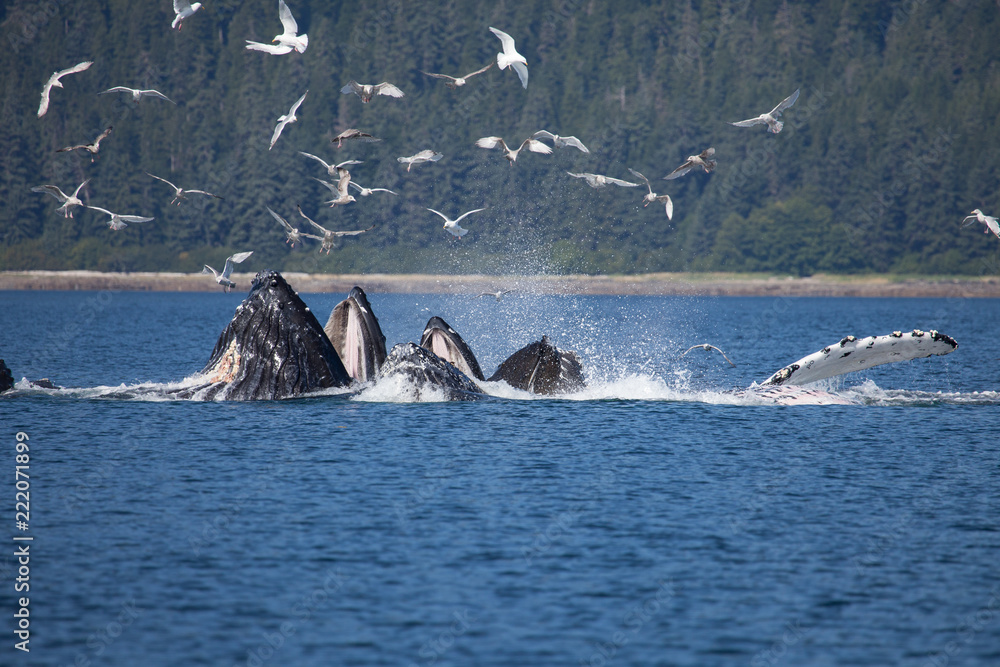Fototapeta premium Amazing Bubble Net Feeding Humpback Whales