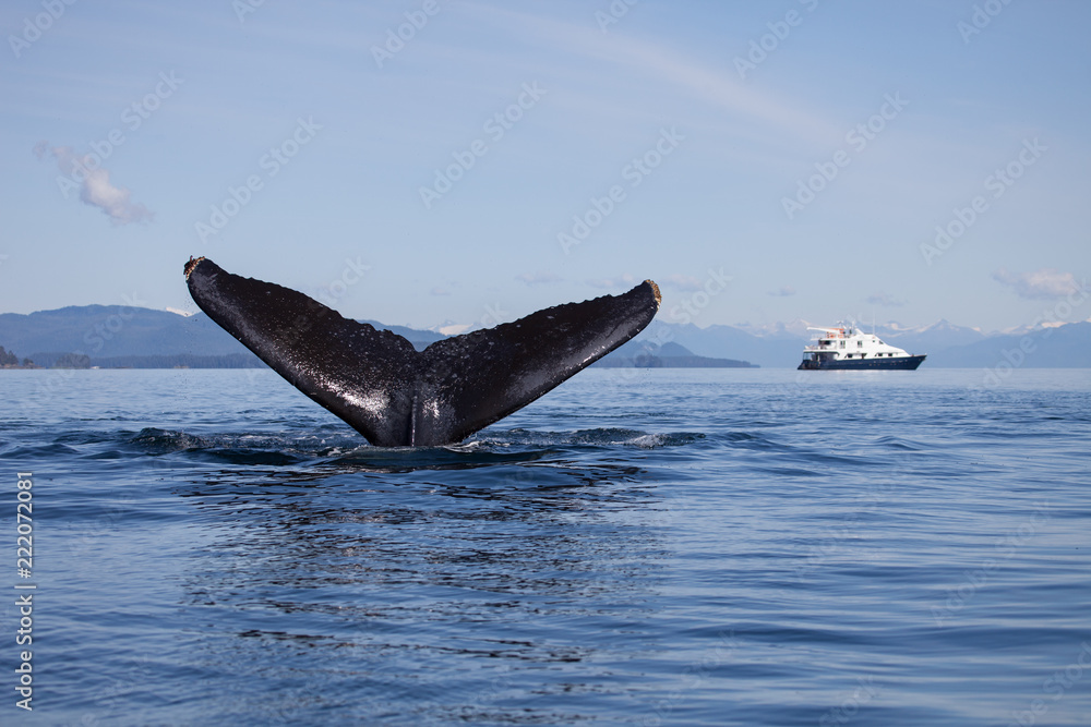 Fototapeta premium Humpback Whale lifts its tail high as a cruise ship looks on in the background
