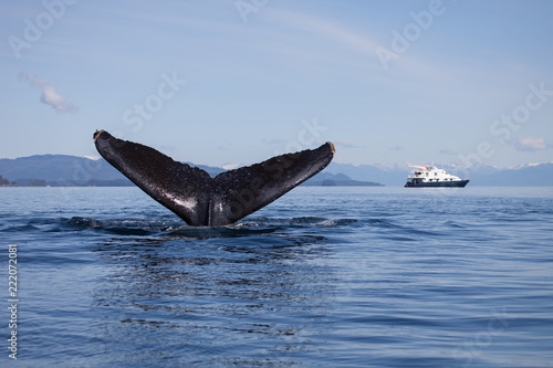 Humpback Whale lifts its tail high as a cruise ship looks on in the background