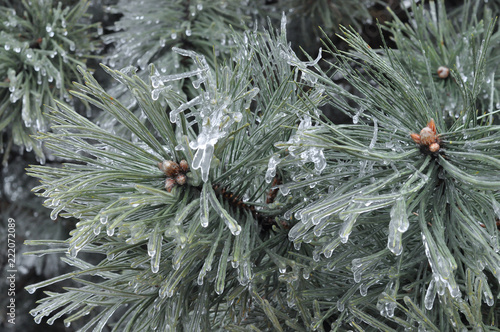 pine branch with cones photo