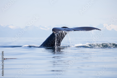 Close Encounter with a Diving Humpback Whale