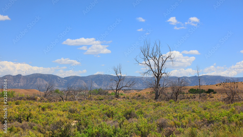Dead trees in Utah desert