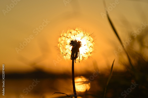 Setting sun laying over a head of dandelion fluff.
