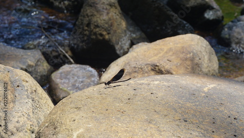 A dragonfly on a stone