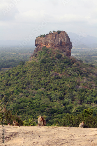 Dogs and monkeys enjoying Sigiriya - The Lion Rock-, as seen from Pidurangala Rock photo