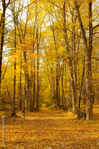 Fall foliage on tree lined rural road © David