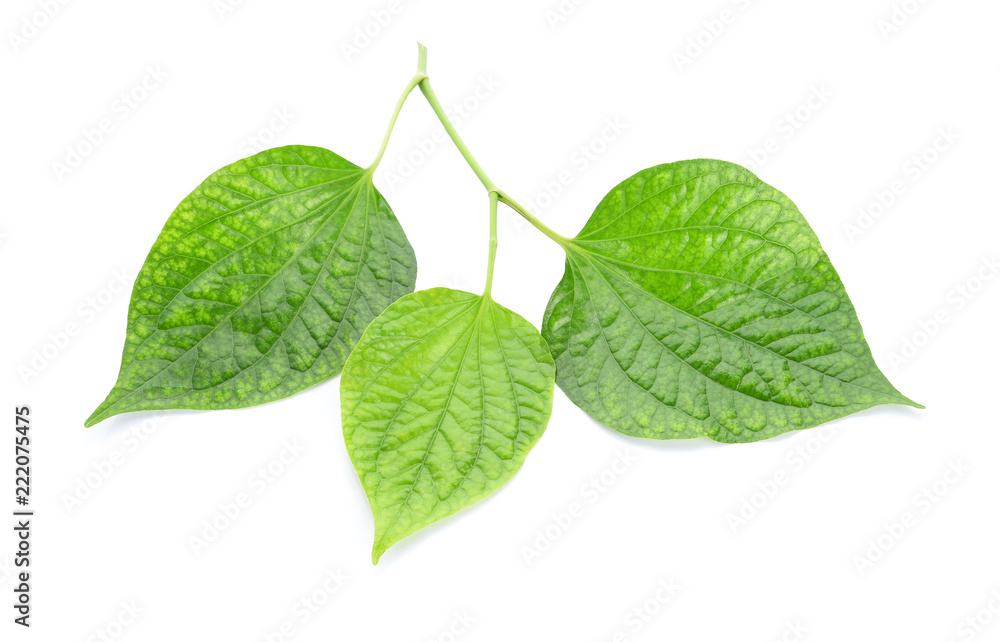 Obraz premium Lilac Leaf Isolated on White