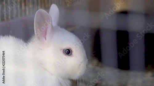 White rabbit with blue eyes breathing inside rabbit cage photo