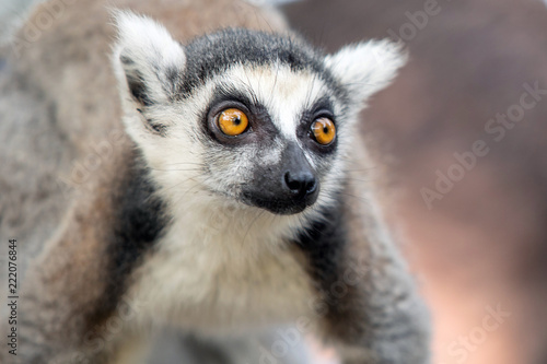 Lemur © illuminating images