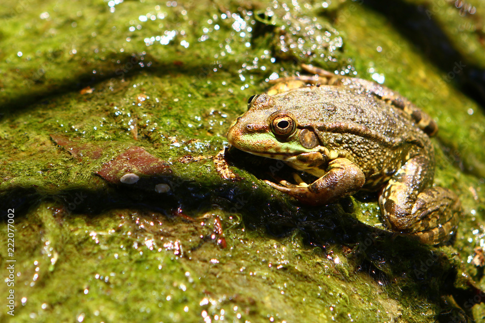 Animals image - big wet green frog sitting on the green leaf. Animals image - big wet green frog sitting on the green leaf.