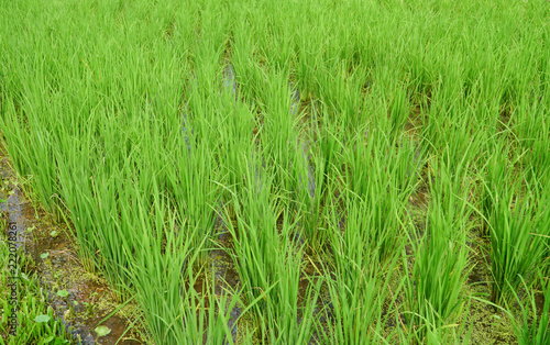Beautiful view of rice paddy field, Green Rice grows in the field