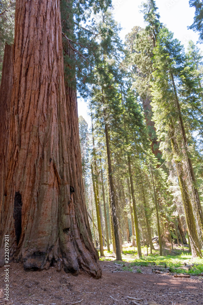 Looking up at a Sequoia in Sequoia National Park Looking up at a Sequoia in Sequoia National Park