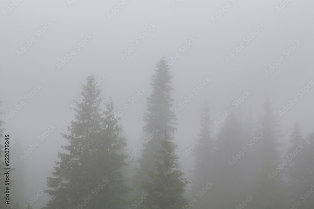Eerie mist after rain in a mountain fir tree forest in late summer