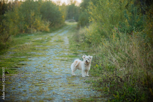 a small shaggy dog of sand color with a collar runs along a country path, the concept of walking and playing with Pets