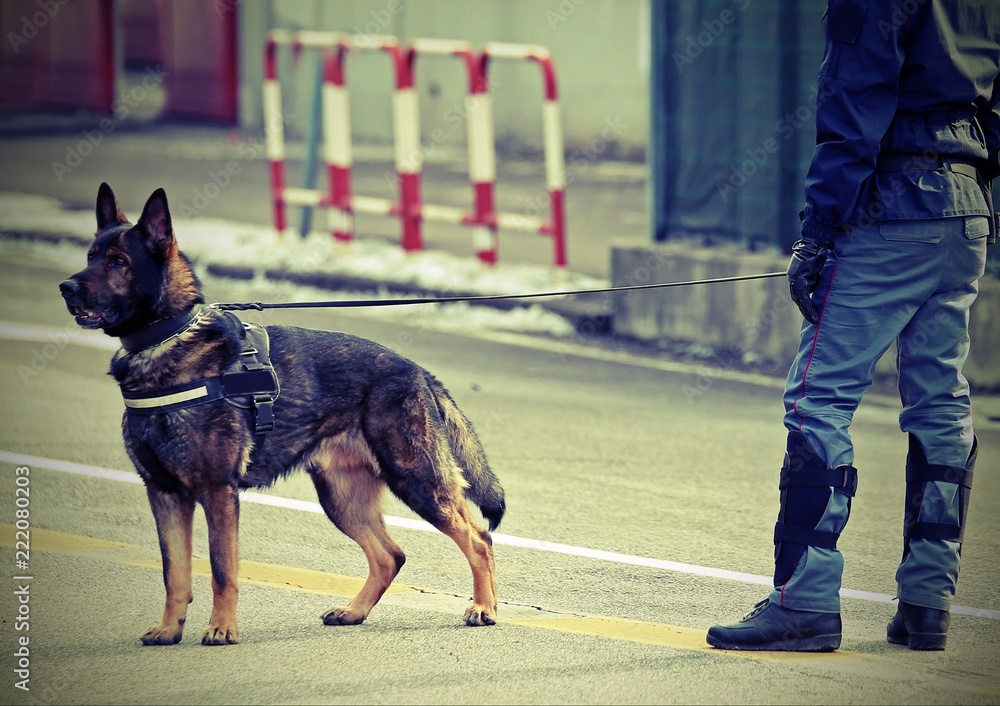 Φωτογραφία police dog and a policeman with vintage effect on the street