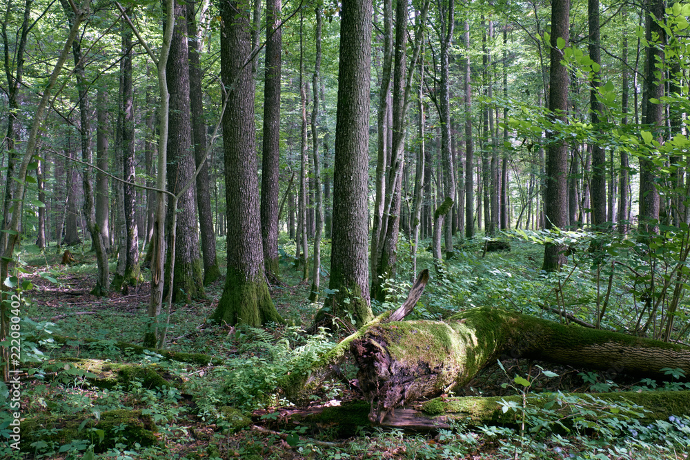 Fototapeta premium Alder tree deciduous stand